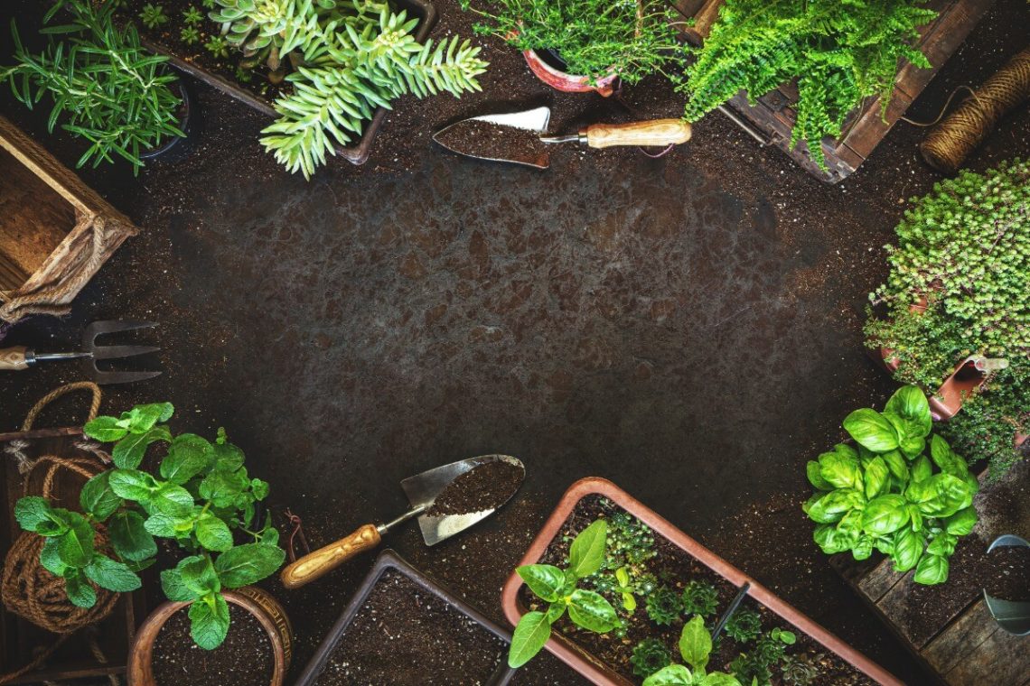 10 klaidų, kurias daro kiekvienas daržo savininkas – ar atpažįsti save?